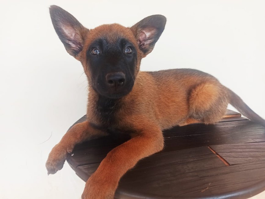 Canil da PM de Cianorte distribui filhotes para canis do BOPE e de unidades do Interior do estado