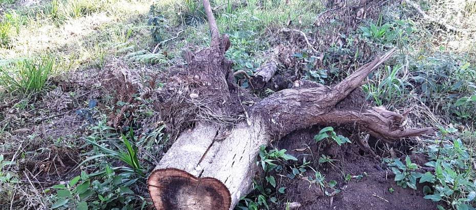 Multas por crimes ambientais somam R$ 2,5 milhões em oito dias