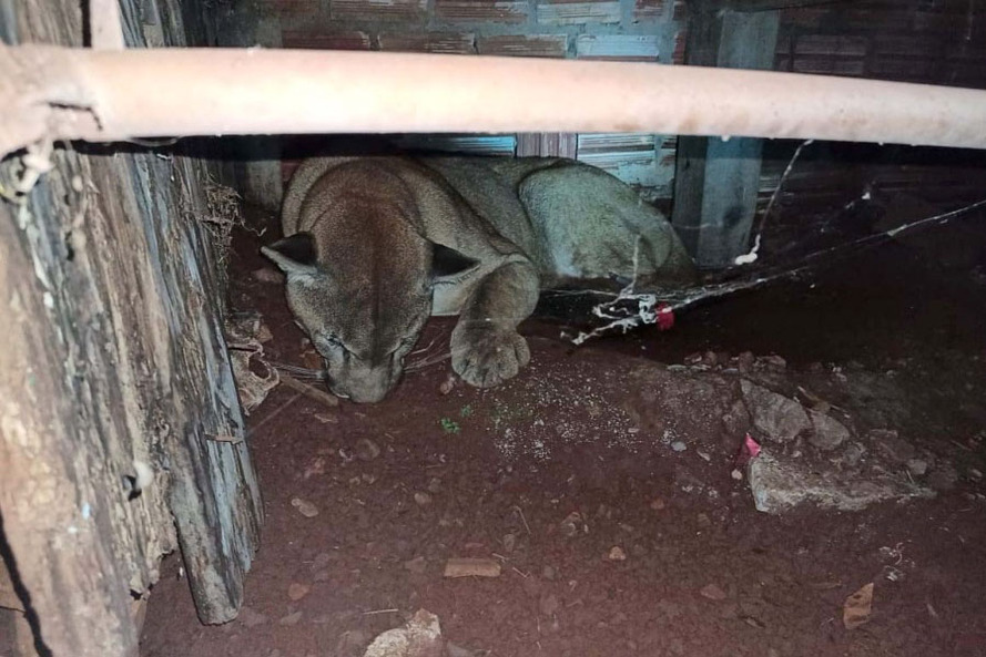 ​Polícia Ambiental reforça ações e atende 15 mil ocorrências em 2020