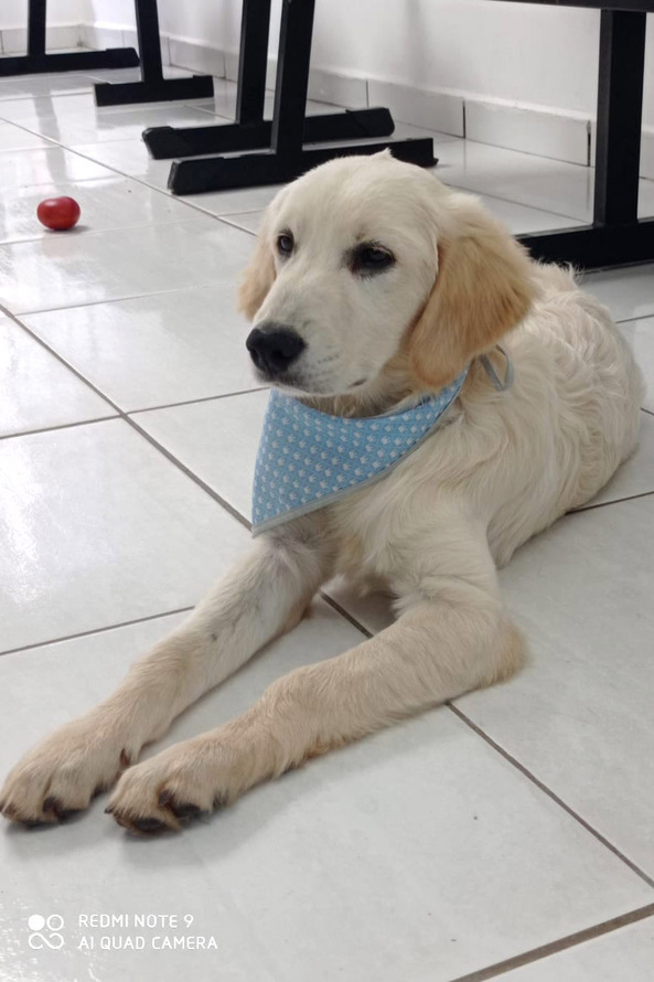 Cão da PM auxiliará em programa de saúde mental de profissionais da segurança