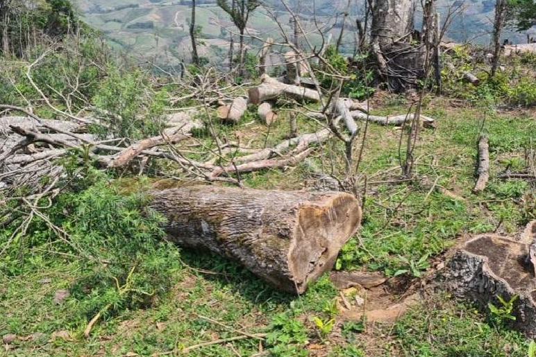 Operação Mata Atlântica em Pé aplicou R$ 15,6 milhões em multas por desmatamento ilegal