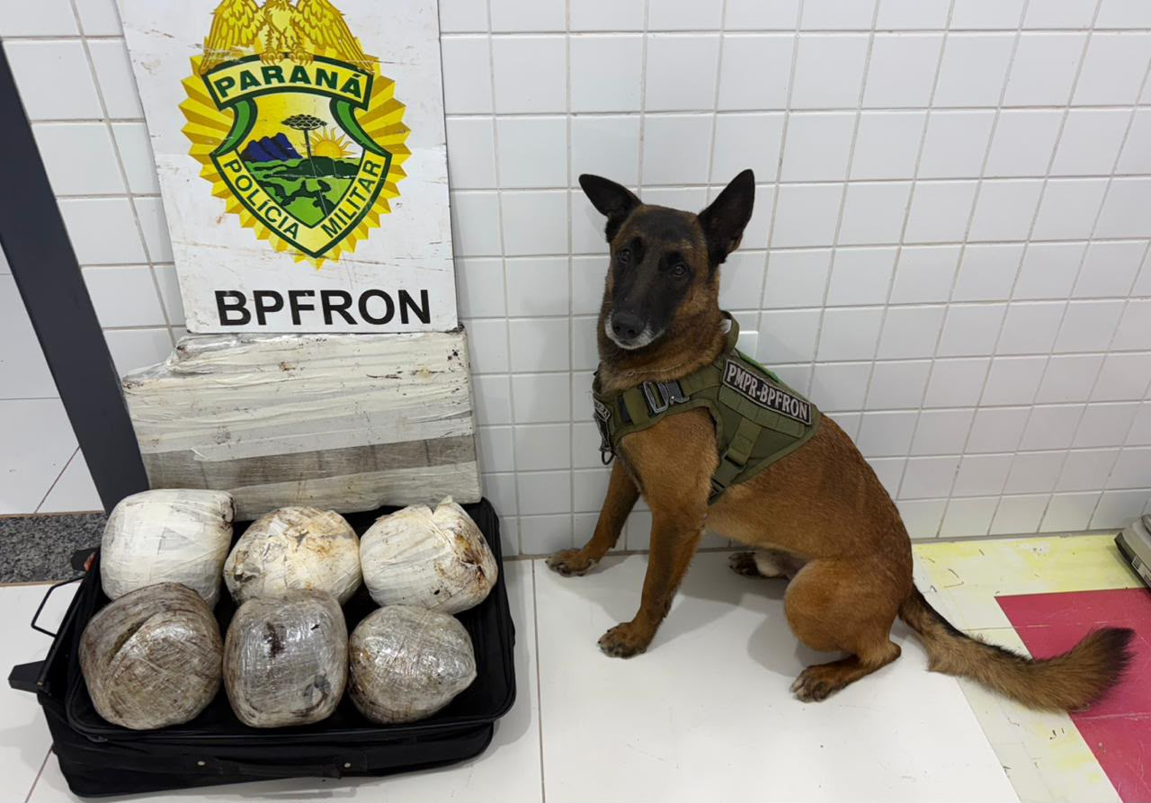 Fiscalizações da PMPR com apoio de cão farejador resultam na apreensão de drogas em Guaíra