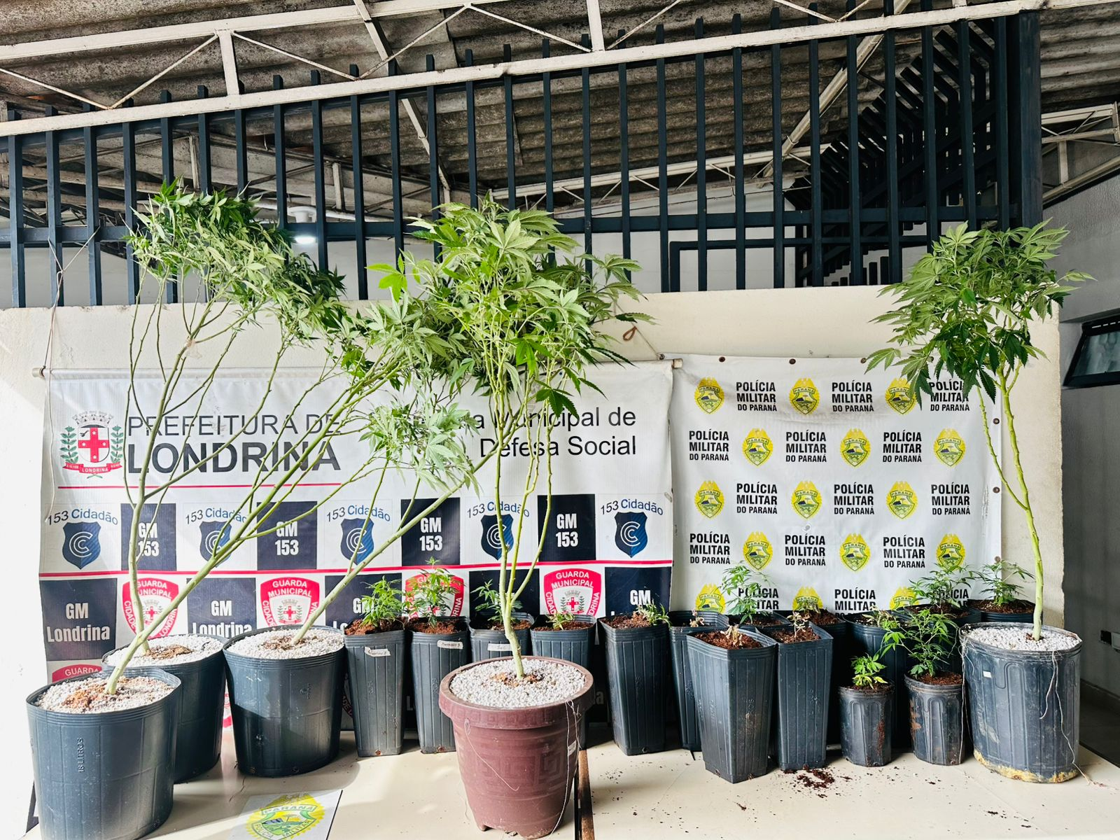 PMPR apreende plantação de maconha e prende homem em Londrina