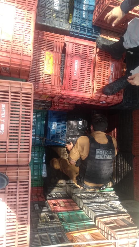 Em Cascavel, Patrulha Rural apreende 360 quilos de drogas