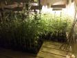 Mais de mil pés de maconha são apreendidos pela PM em Tijucas do Sul na RMC