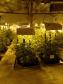 Movimentação constante em chácara gera denúncia e rapaz é preso em casa com mais de 700 pés de maconha em Tijucas do Sul (RMC)