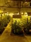 Movimentação constante em chácara gera denúncia e rapaz é preso em casa com mais de 700 pés de maconha em Tijucas do Sul (RMC)