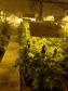 Movimentação constante em chácara gera denúncia e rapaz é preso em casa com mais de 700 pés de maconha em Tijucas do Sul (RMC)