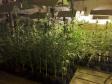 Mais de mil pés de maconha são apreendidos pela PM em Tijucas do Sul na RMC