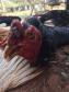 Galos que sofriam de maus tratos são resgatados pela PM em Paranavaí (PR), no Noroeste do estado