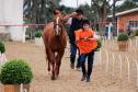 Regimento de Polícia Montada (RPMon) sedia o 2º Campeonato Paranaense de Paraenduro, no Haras da PM em Pinhais