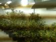 BOPE apreende mais de 1,2 mil pés de maconha nos bairros Barreirinha e Portão, em Curitiba