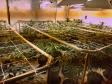 BOPE apreende mais de 1,2 mil pés de maconha nos bairros Barreirinha e Portão, em Curitiba