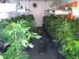 BOPE apreende mais de 1,2 mil pés de maconha nos bairros Barreirinha e Portão, em Curitiba