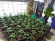 BOPE apreende mais de 1,2 mil pés de maconha nos bairros Barreirinha e Portão, em Curitiba