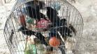 BPAmb-FV apreende mais de 130 aves silvestres após denúncia anônima no Oeste do estado