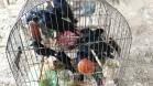 BPAmb-FV apreende mais de 130 aves silvestres após denúncia anônima no Oeste do estado