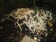 Polícia Ambiental descobre fábrica ilegal de palmito dentro de matagal em Morretes (PR), no Litoral do estado