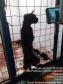 Polícia Ambiental encontra mais de 400 gatos em maus tratos em Ponta Grossa (PR)