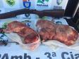 BPAmb-FV apreende dois animais silvestres e uma espingarda no Noroeste do estado