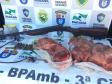 BPAmb-FV apreende dois animais silvestres e uma espingarda no Noroeste do estado