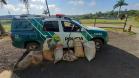 Polícia Ambiental flagra dupla pescando com redes em represa no Norte Pioneiro do estado