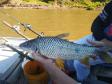 No Centro-Norte do estado, Polícia Ambiental apreende 147 quilos de peixe e redes de pesca