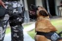 Cães de faro do BOPE se aposentam após 9 anos de atuação pelo BOPE; animais apreenderam mais de 2 toneladas de drogas