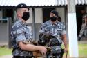 Cães de faro do BOPE se aposentam após 9 anos de atuação pelo BOPE; animais apreenderam mais de 2 toneladas de drogas