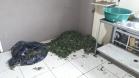 Laboratório para produção de maconha é descoberto pelo BOPE em chácara na RMC; cerca de 500 vasos com a planta são apreendidos