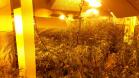 Laboratório para produção de maconha é descoberto pelo BOPE em chácara na RMC; cerca de 500 vasos com a planta são apreendidos