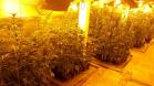 Laboratório para produção de maconha é descoberto pelo BOPE em chácara na RMC; cerca de 500 vasos com a planta são apreendidos