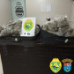 No Norte do estado, cão de faro do BPRv localiza mais de 19 quilos de maconha hidropônica
