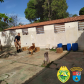 BPRv aplica nivelamento para Canil em Jacarezinho, no Norte do estado