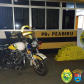 PRE apreende 20 quilos de skunk e 150 quilos de maconha o Interior do estado durante o fim de semana