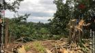 Na RMC e no Interior, Batalhão Ambiental flagra desmatamento ilegal