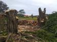 Na RMC e no Interior, Batalhão Ambiental flagra desmatamento ilegal
