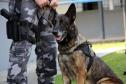 Em seis meses, cães de faro da PM apreendem mais de 38 toneladas de maconha no Paraná
