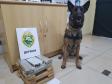 Em seis meses, cães de faro da PM apreendem mais de 38 toneladas de maconha no Paraná