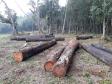 Polícia Ambiental aplica mais de R$ 243 mil em multas por destruição de vegetação nativa no Sudeste do estado