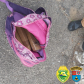 Apreensões de droga do BPRv no Litoral e no Oeste do estado causam prejuízo de R$ 250 mil ao tráfico