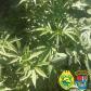No Oeste do estado, PM apreende cigarros e mudas de maconha