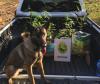 36 pés de maconha são encontrados por cão do BPFron na Operação Hórus
