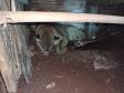 Onça-parda é encontrada em porão de residência em Quedas do Iguaçu (PR)