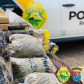 Policiamento em rodovias estaduais do Noroeste do estado resulta em mais de 325 quilos de drogas apreendidas no final de semana