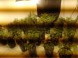 PM apreende 90 pés de maconha e mais de seis quilos prontos para a venda no Butiatuvinha, em Curitiba