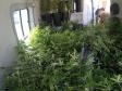 PM apreende 90 pés de maconha e mais de seis quilos prontos para a venda no Butiatuvinha, em Curitiba