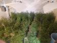 PM apreende 90 pés de maconha e mais de seis quilos prontos para a venda no Butiatuvinha, em Curitiba
