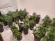 PM apreende 90 pés de maconha e mais de seis quilos prontos para a venda no Butiatuvinha, em Curitiba