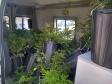 PM apreende 90 pés de maconha e mais de seis quilos prontos para a venda no Butiatuvinha, em Curitiba